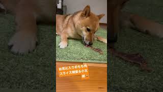 柴犬 小太郎ASMR おやつ食べるよ🐕🐓