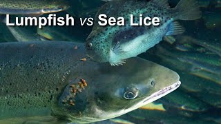 Aquaculture of Lumpfish (Cyclopterus lumpus) to combat the sea lice problem in salmon farming