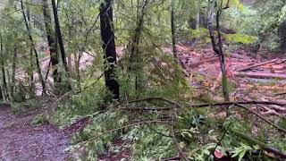 Massive log jam breaks apart!