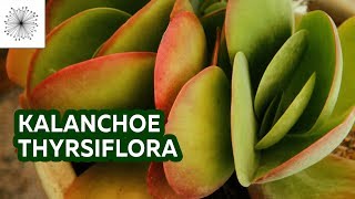 All about the succulent Kalanchoe thyrsiflora or Paddle Plant