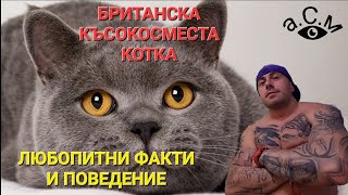 БРИТАНСКА КЪСОКОСМЕСТА КОТКА - ЛЮБОПИТНИ ФАКТИ И ПОВЕДЕНИЕ   а.С.м