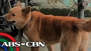 UKG: Mga dapat gawin kapag nakagat ng aso