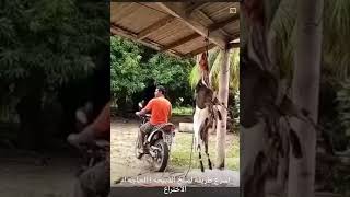 اسرع طريقة سلخ خروف ف ثواني