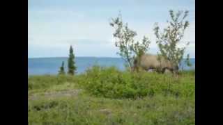 PanAmericanArte - (fun) - Wildlife am Dempster Highway nach Inuvik