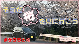 【日産サクラ】で桜を見に行こう!!峠道の走行性能も検証