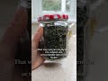 four ways to dry herbs for tea seasoning u0026 herbalism herbs herbalmedicine