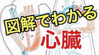 心臓の解剖、肺循環を図解で解説してみた