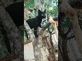 funnymoments instareels funny trending cat lover വട്ടപ്പേര് പറയടാ 😡 തക്കുടു 😜😜