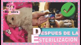 ⏭️DESPUÉS de la ESTERILIZACIÓN o CASTRACIÓN ⚠️👩‍⚕️GATA Y GATO