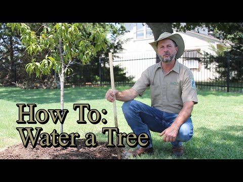 How often should I water a newly planted apple tree?