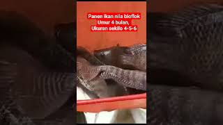 Panen ikan nila, umur 4 bulan, ukuran 4-5-6