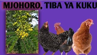 USINUNUE TENA DAWA ZA KUKU TUMIA MJOHORO #chicken#poultryfarming #ufugaji