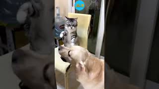 Playful Dog Tries to Befriend a Cat! 🐶😺 | Funny Pet Moments