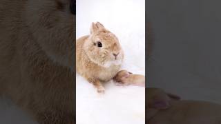 【生後2日目！】生まれたばかりのうさぎの赤ちゃん、見たことある！？　 #bunny #うさぎちゃん #かわいいうさぎ