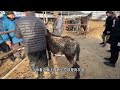 rescue this donkey suffering from super long hooves its hooves grew like crazy for 9 years