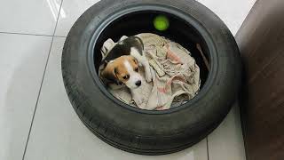 Beegi Vlog7 - She is asking treat after peeing on the mat - Funny Beagle Puppy #puppy #beagle #beegi