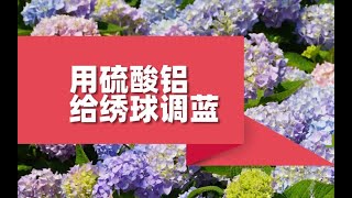 【屋檐园艺课堂】用硫酸铝给绣球调蓝