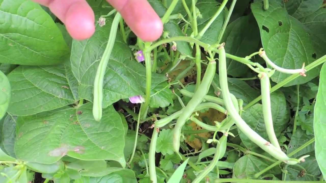 Harvesting Green Beans Youtube