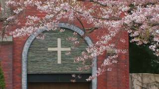 【北海道の絶景】函館の桜と町並み①　Cherry blossoms and town in Hakodate