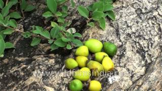 Gmeliana asiatica, Asian Bushbeech or Badhara tree of India