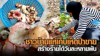 ชาวบ้านแห่เก็บเห็ดป่าขายสร้างรายได้วันละหลายพัน : Matichon Online