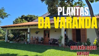 #Plantas da minha Varanda. E uma reflexão sobre Virtudes.