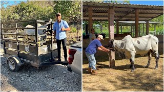 😱🐄Entregando toro Sardo negro a su nuevo dueño se fue hasta San Pablo Tacachico 😱🐄