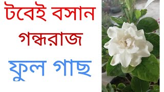 (33নং ভিডিও)গন্ধরাজ ফুল গাছের সম্পূর্ণ পরিচর্যা ।How to care gardenia.