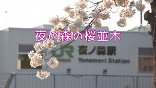 夜の森の桜並木