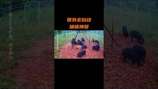 国外是如何捕捉野猪的#国外合法狩猎 ？#狩猎 #野猪 #户外 #科普 #科普知识 #科普频道