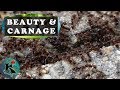 Ant War Time-Lapse with Words of Thoreau | Koaw Nature