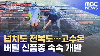 넙치도 전복도…고수온 버틸 신품종 속속 개발 (2021.08.18/뉴스투데이/MBC)