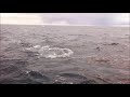 giant tuna chasing baitfish in hordaland norway