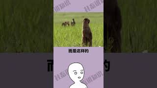 土拨鼠真实的叫声你听过吗？