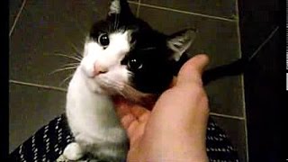 My Cat S Emotional Rollercoaster