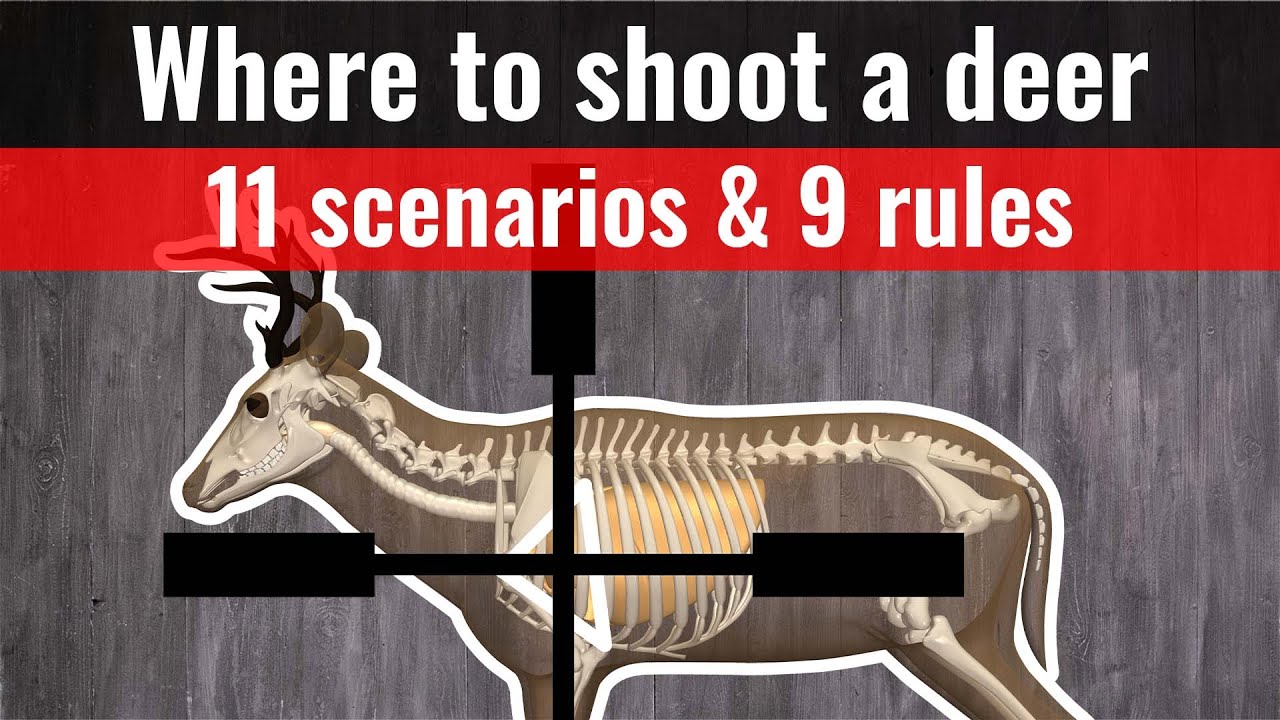 Where To Shoot A Deer - 11 Shot Placement Charts (where To Aim) - YouTube