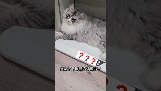 生後11ヶ月のラガマフィン♂トムの体重は何kg❓ #shorts #猫 #고양이