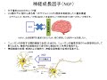 〇ヤマブシタケとngf