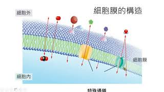 v3599國中生物 物質進出細胞的方式