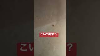 赤ダニ？家の中に侵入#shorts