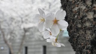 Hanami: Japan zur Kirschblütenzeit (komplette Folge aus Japan-Dokus 2018)