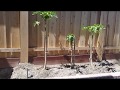 Planting Red Lady Papaya trees