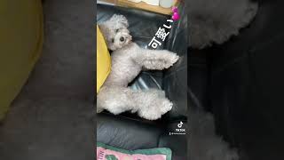 Tiktok New Trend 2022 | Earth Defense Force Challenge 💃🏼辛い時は僕の姿思い出して🐶トイプードルのトルテの思い出🐶 【TikTok】