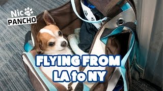 Chihuahua on airplane