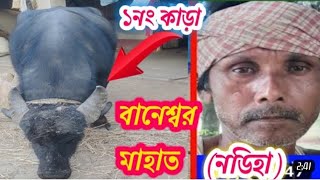 বানেশ্বর মাহাতোর ১ নম্বর কাড়া নডিয়া এর জোড়া হয়েছে চাঁদড়া  সুবোধ মাহাতো   ২৯ শা পৌষ দেখতে পাবেন