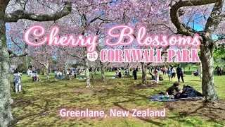 Cherry Blossoms at Cornwall Park | Greenlane, New Zealand