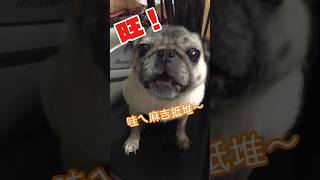 分享標記會這樣做的朋友，跟狗勾合唱看過嗎？#pug #巴哥 #巴哥犬 #合唱 #麻吉 #麻吉兄弟 #doglover #singing #pugdog #狗狗 #狗