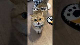 夹子噔：能屈能伸的才是聪明小猫#猫的两副面孔#咯噔小话痨