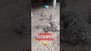 ลูกนกกระจอกเทศเล่นขี้ตมพี่น้อง #บึงกาฬ #ostrich #นกกระจอกเทศ #ลูกนก@akkarachannel