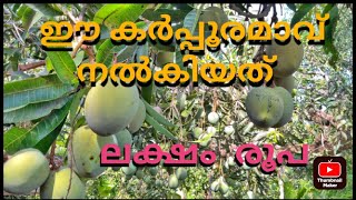 വീടും മാവും, #kerala #heritage #tree #fruit #manga #mango #agriculture #palace